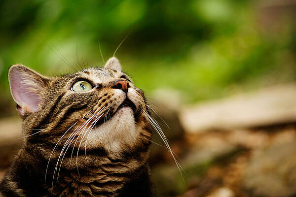 Tikki Tabby Cat by Mimi Baker