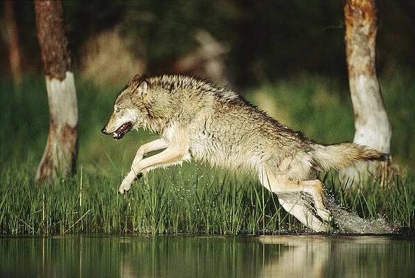 Wall Art - Photograph - Timber Running Through Water by Tim Fitzharris