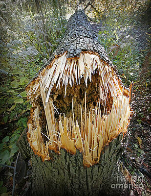 Timber Teeth by Martin Konopacki Timber Teeth by Martin Konopacki