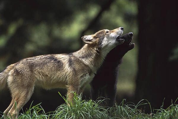 Wall Art - Photograph - Timber Wolf Pups Howling by Gerry Ellis