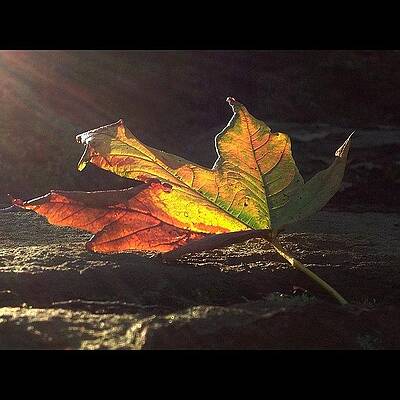 Time To Find The Rake Again #autumn by Craig Szymanski