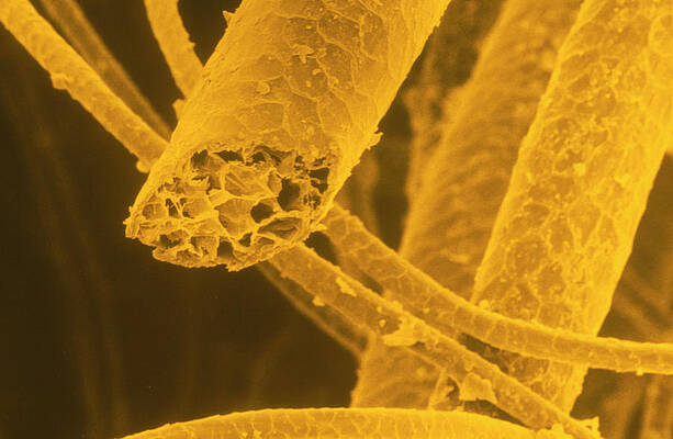 Wall Art - Photograph - Tinted Sem Of Untreated Wool. by Science Photo Library
