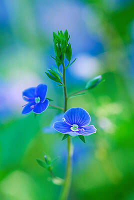 Wall Art - Photograph - Tiny Bloom by Michael Hubley