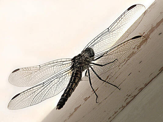 Wall Art - Photograph - Tiny Magnificence  by Micki Findlay