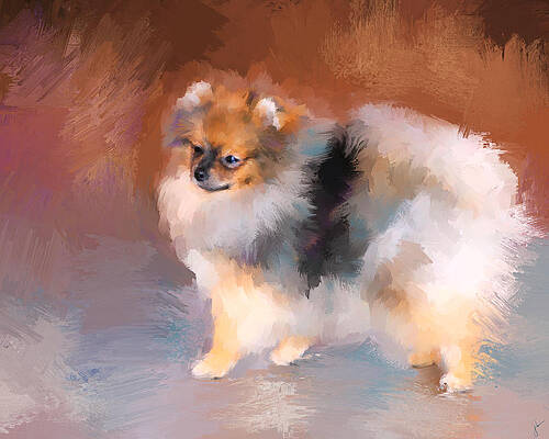 Tiny Pomeranian by Jai Johnson Tiny Pomeranian by Jai Johnson