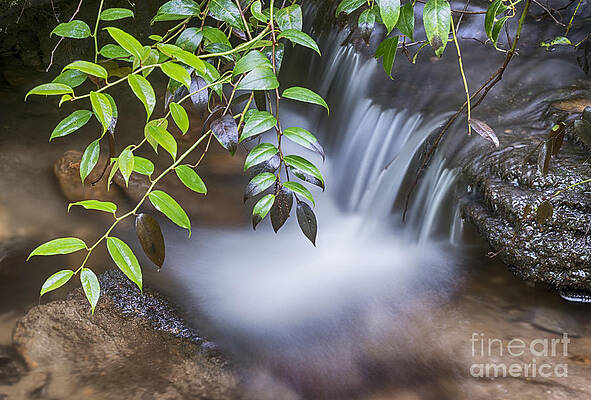 Tiny Waterfall by Louise St Romain Tiny Waterfall by Louise St Romain