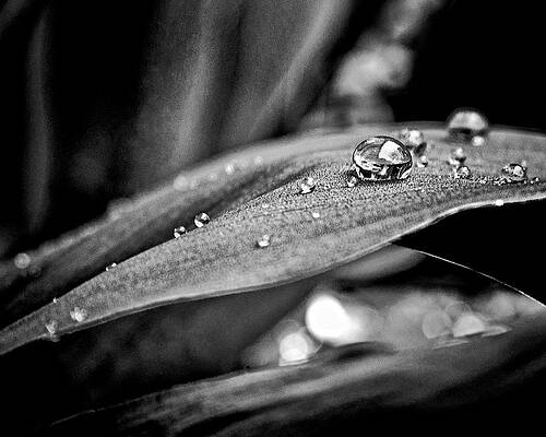 Wall Art - Photograph - Tiny Worlds 3 by Brian Carson