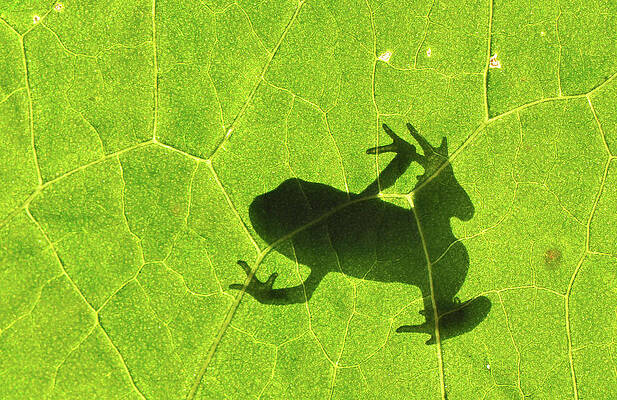 Wall Art - Photograph - Toad Silhouette Bufo Bufo by Robert Trevis-smith