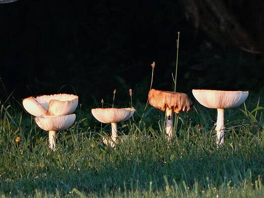 Toadstools by Margo Miller Toadstools by Margo Miller