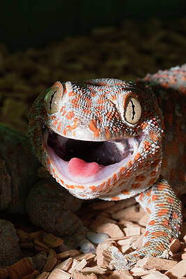 Wall Art - Photograph - Tokay Gecko Gekko Gecko With Open Jaw by Reinhard Dirscherl