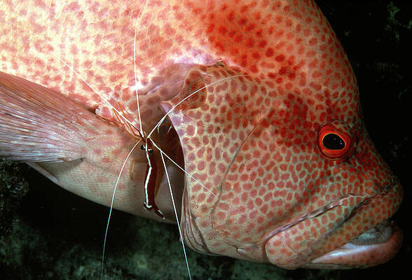 Wall Art - Photograph - Tomato Cod With Cleaner Shrimp by Science Photo Library