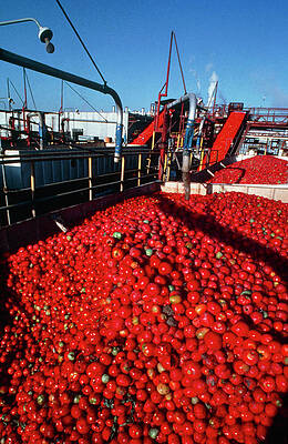 Wall Art - Photograph - Tomatoes Awaiting Processing At A Tomato Cannery by Science Photo Library