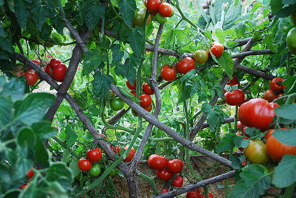 Tomatoes Growing On Trellis by Steve Masley