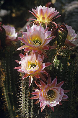 Wall Art - Photograph - Torch Cactus Flowers by Science Photo Library