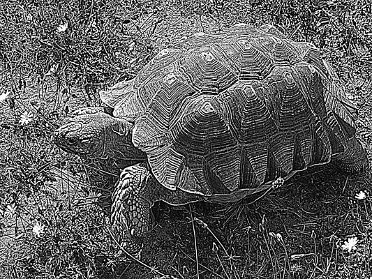 Wall Art - Photograph - Tortoise Patterns by Suzy Piatt