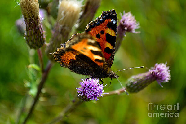 Wall Art featuring the photograph Tortoise Shell Butterfly by Scott Lyons