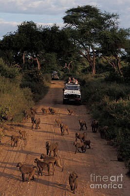 Wall Art - Photograph - Tourists Viewing Olive Baboons by Ron Sanford