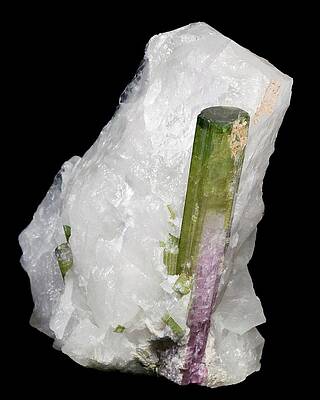 Wall Art - Photograph - Tourmaline Crystals In Quartz by Science Photo Library