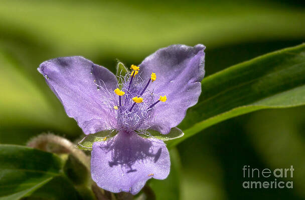Wall Art - Photograph - Tradescantia virginiana by Bernd Laeschke