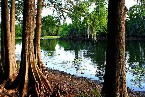 Tranquil Park 1 by Tom Baptist Tranquil Park 1 by Tom Baptist
