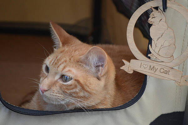 Traveling Cat - Orange Tabby by rd Erickson Traveling Cat - Orange Tabby by rd Erickson