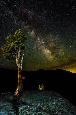 Tree Amongst the Stars by Mike Lee Tree Amongst the Stars by Mike Lee