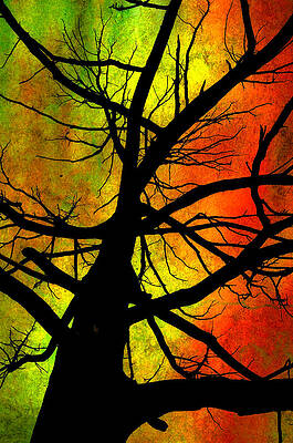 Tree and Color by Steve Barge