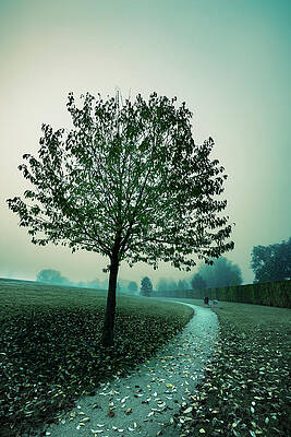 Wall Art - Photograph - Tree And Path by Science Photo Library
