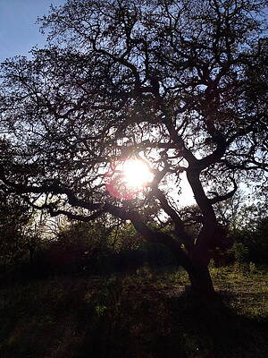 Tree and Sun by Debbie Manske