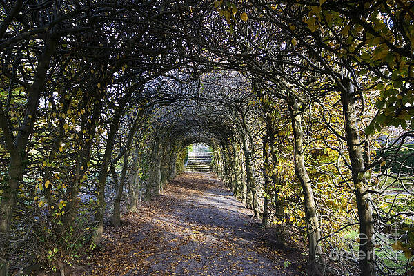 Tree Archway by Susan Daniels