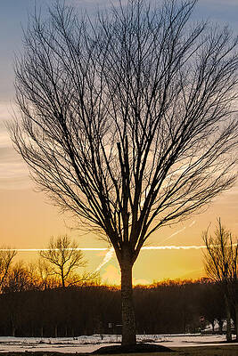 Wall Art - Photograph - Tree at sunset by SAURAVphoto Online Store