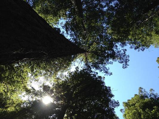 Tree Blessings by Nancy Tedder