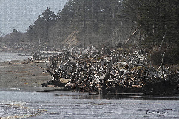 Wall Art - Photograph - Tree Bones On The Beach by Tom Janca