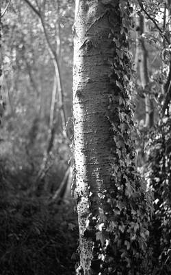 Tree by David Ruddle