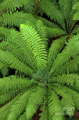 Wall Art - Photograph - Tree Fern in Otway Natl Park by Yva Momatiuk and John Eastcott