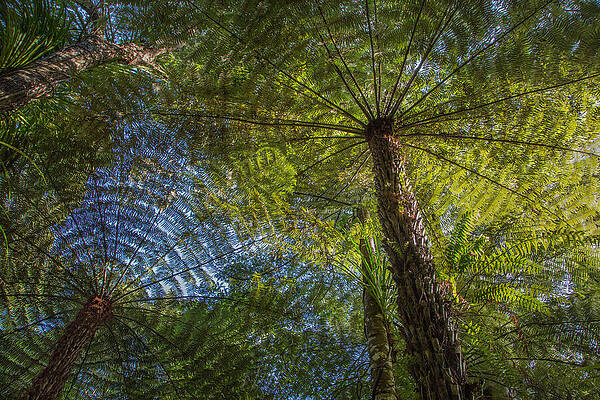 Tree Ferns from Below by Steven Schwartzman Tree Ferns from Below by Steven Schwartzman