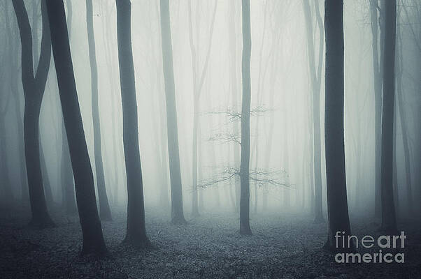 Tree In A Mysterious Forest With Fog Photograph By Photo Cosma