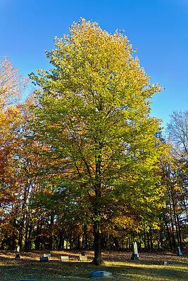 Nature Photograph - Tree In The Cemetery by Jonny D