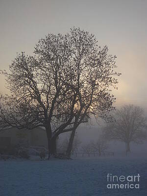 Tree in the foggy winter landscape by Amanda Mohler Tree in the foggy winter landscape by Amanda Mohler