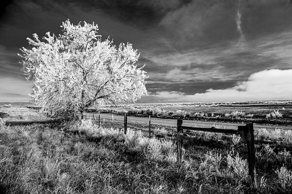 Tree in Winter by Jim Snyder