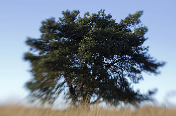 Tree by Joas Wilzing