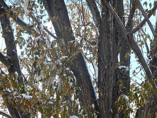 Tree Leaves with Snow by Shea Holliman Tree Leaves with Snow by Shea Holliman