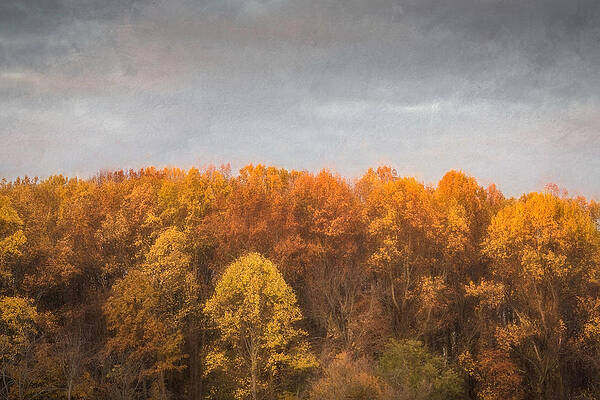Wall Art - Photograph - Tree Line In Autumn by Gary Slawsky