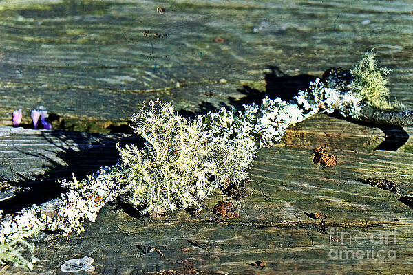Wall Art - Photograph - Tree Moss on Table by Stacie Siemsen