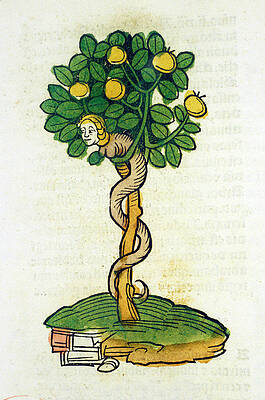 Wall Art - Photograph - Tree Of Knowledge by Science Photo Library