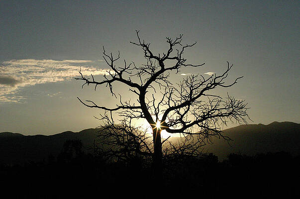 Wall Art - Photograph - Tree of Light by James Knight
