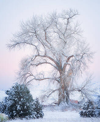 Wall Art - Photograph - Tree of Snow by Darren White
