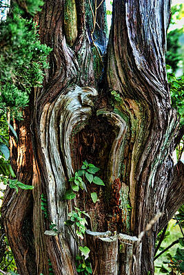 Tree of Souls by Leigh Grundy Tree of Souls by Leigh Grundy
