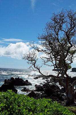 Tree on the shore in Maui. by Michelle Mansfield