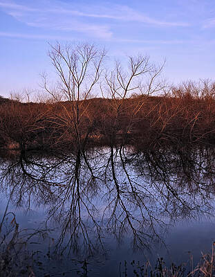 Wall Art - Photograph - tree reflection on Wv pond by Flees Photos